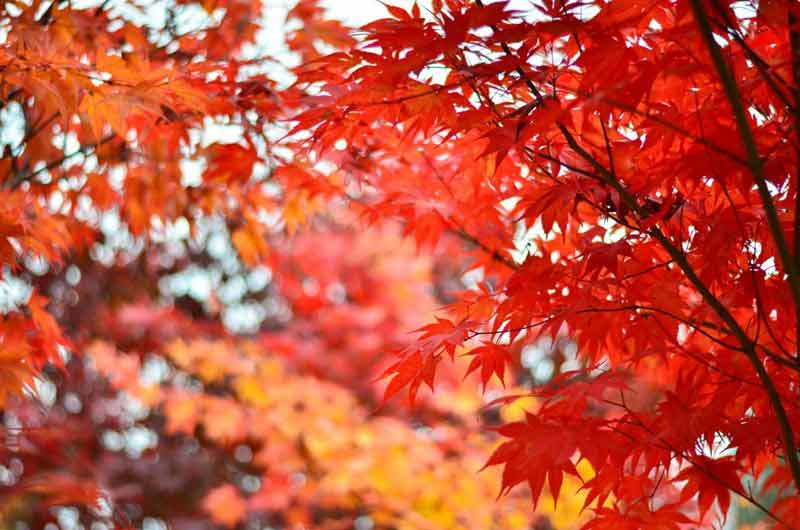 red trees