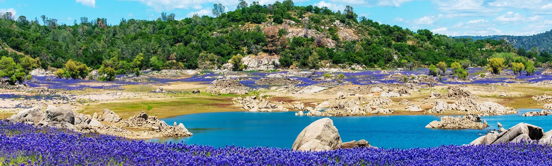 Wildflower lupines super bloom purple fields on the scenic shore of drained Folsom Lake, California