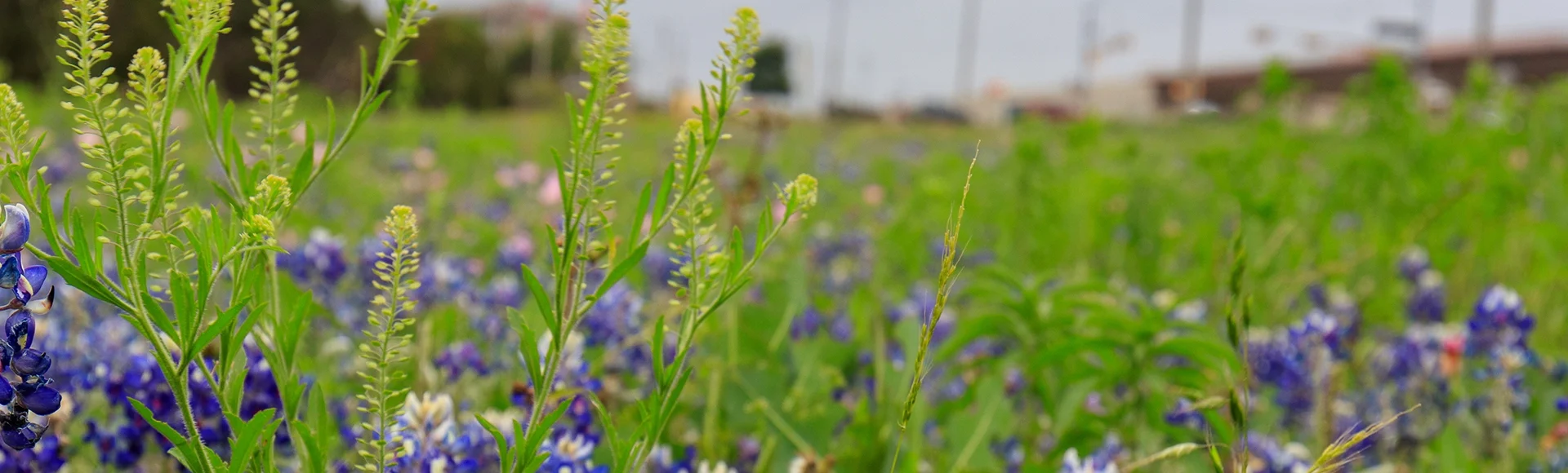 Liberty Hill, Texas, USA Pink Evening Primrose, and Bluebonnet wildflowers in the Texas Hill Country along Texas State Hwy 183