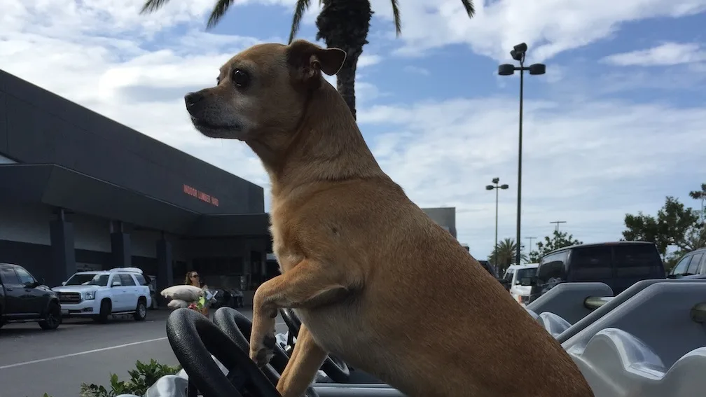 Frank the little dog cruising around in his car