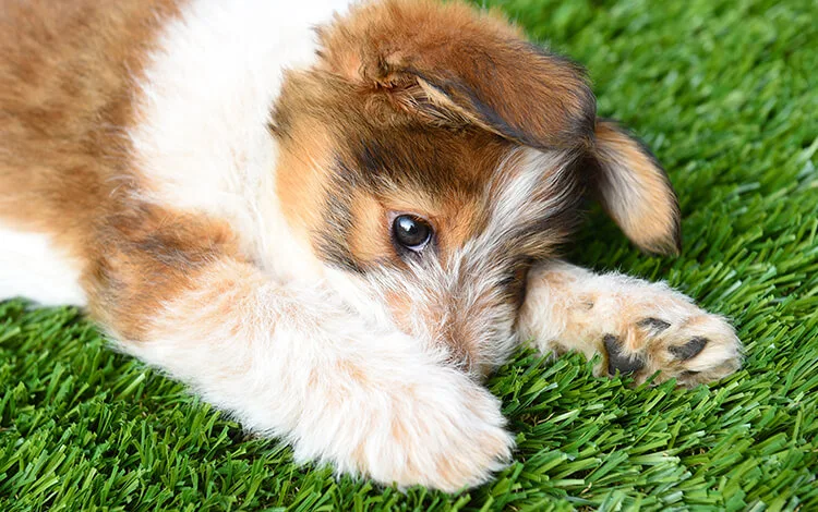 Dog laying on synthetic turf