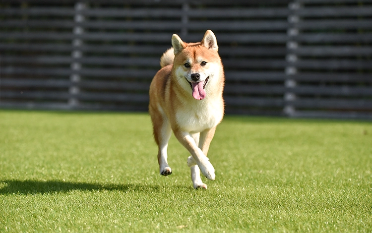 Dog running on artificial turf lawn. 