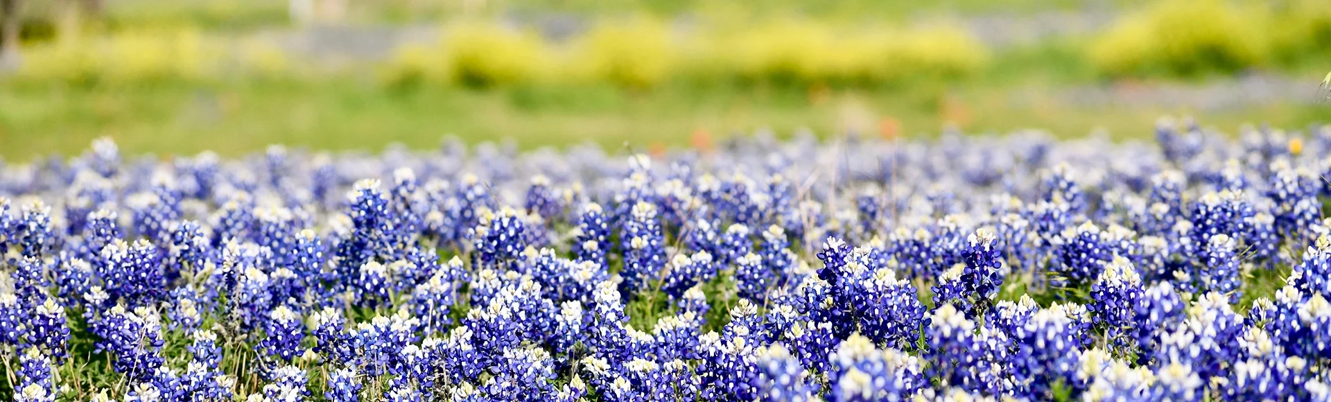 field of bluebonnets in Temple, Texas