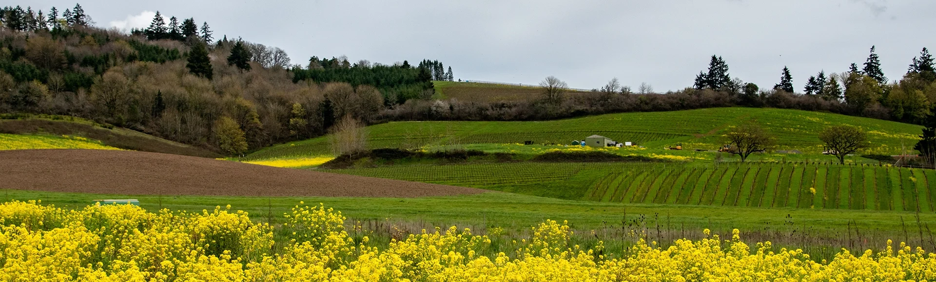 yEllow Flowers & Rolling Farm Field Hills in Pacific North West Oregon Spring