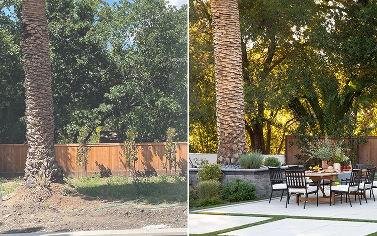 Before and after seating area next to a large palm tree in Nor Cal. 