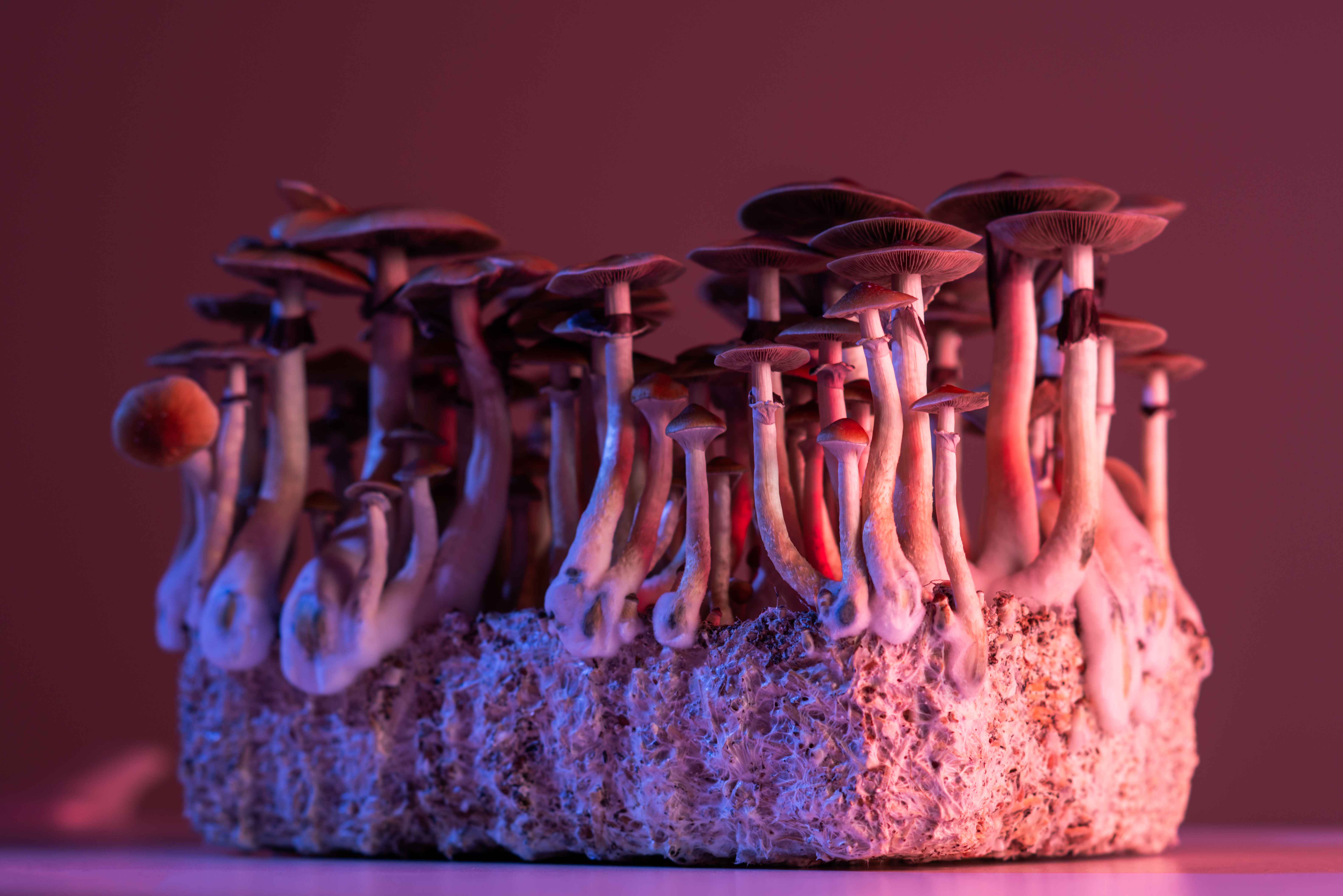 Psilocybin (Magic Mushrooms): FAQs, Benefits & Risks