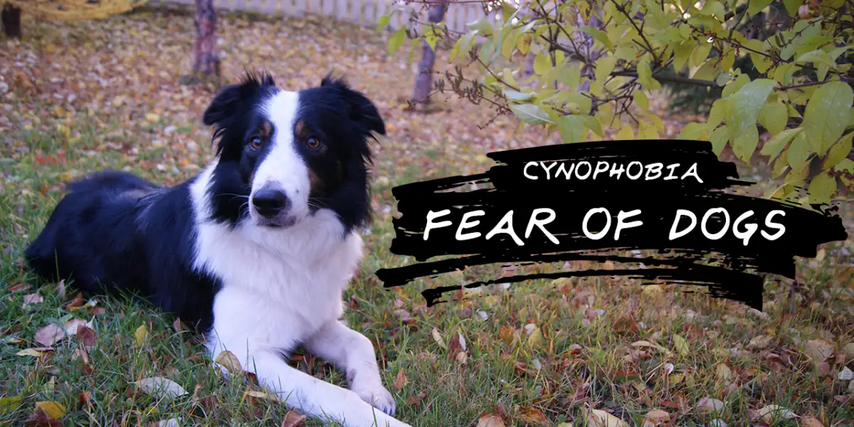 Cynophobia (the Fear of Dogs): Are You Cynophobic?