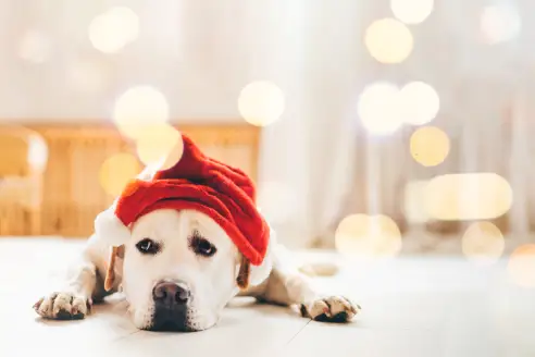 Sad dog in Santa's hat lying on floor at home.