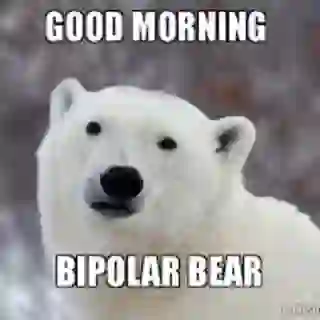 bipolar bear
