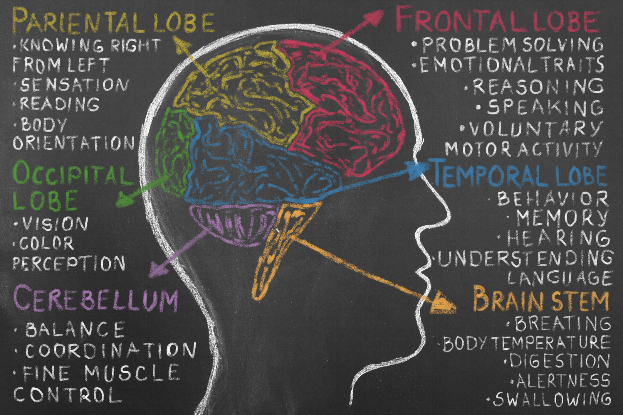 left and right brain for kids