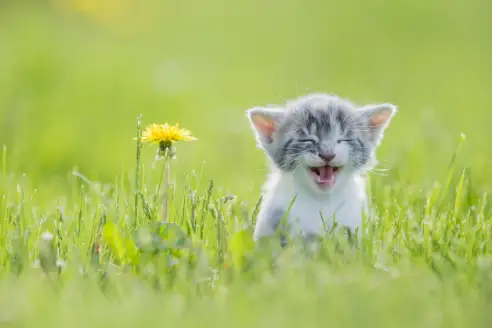 Happy Happy Happy Cat Meme Song: Here's Everything You Need To
