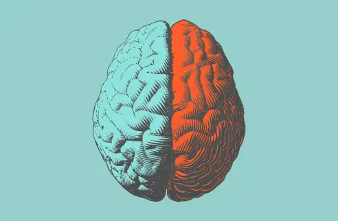 Antique Medical Scientific Illustration Highresolution Brain Stock