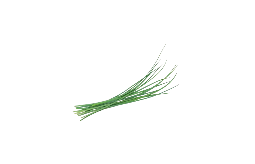 Erba cipollina