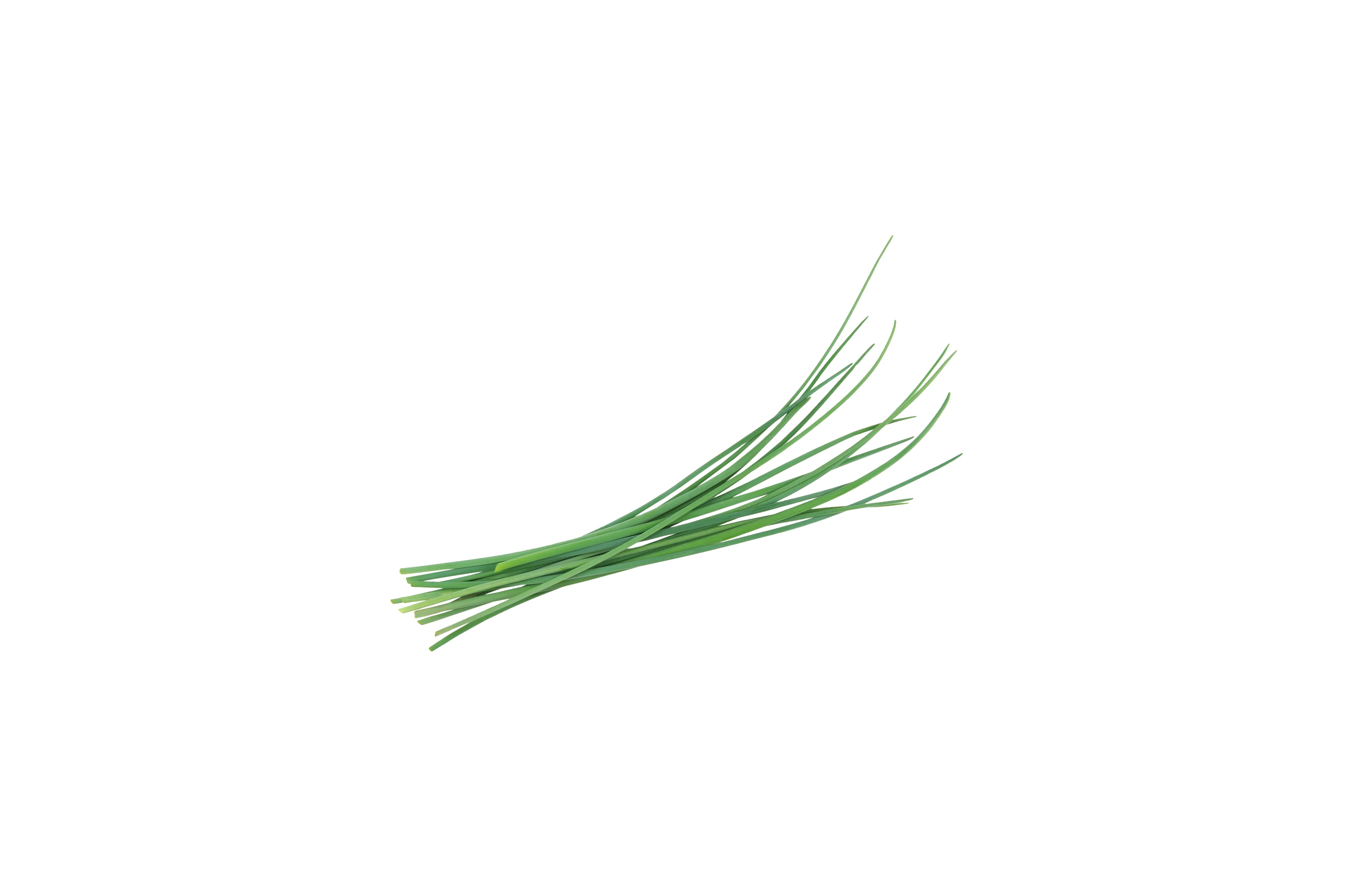 Erba cipollina