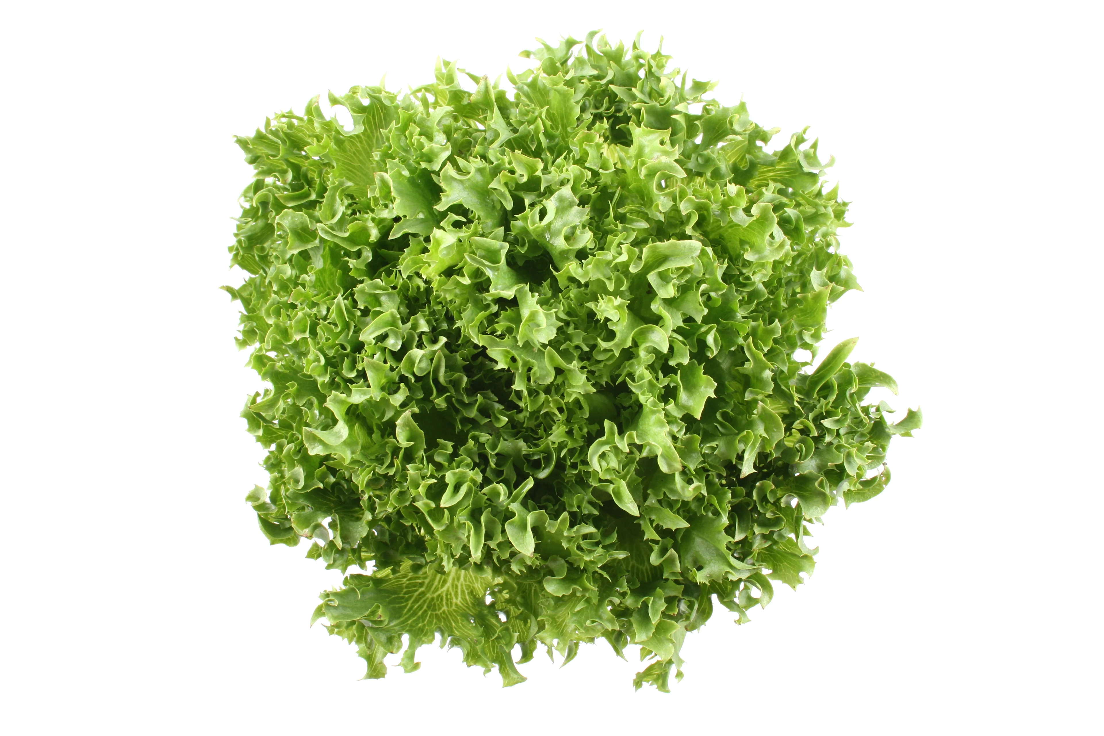 Lollosalat