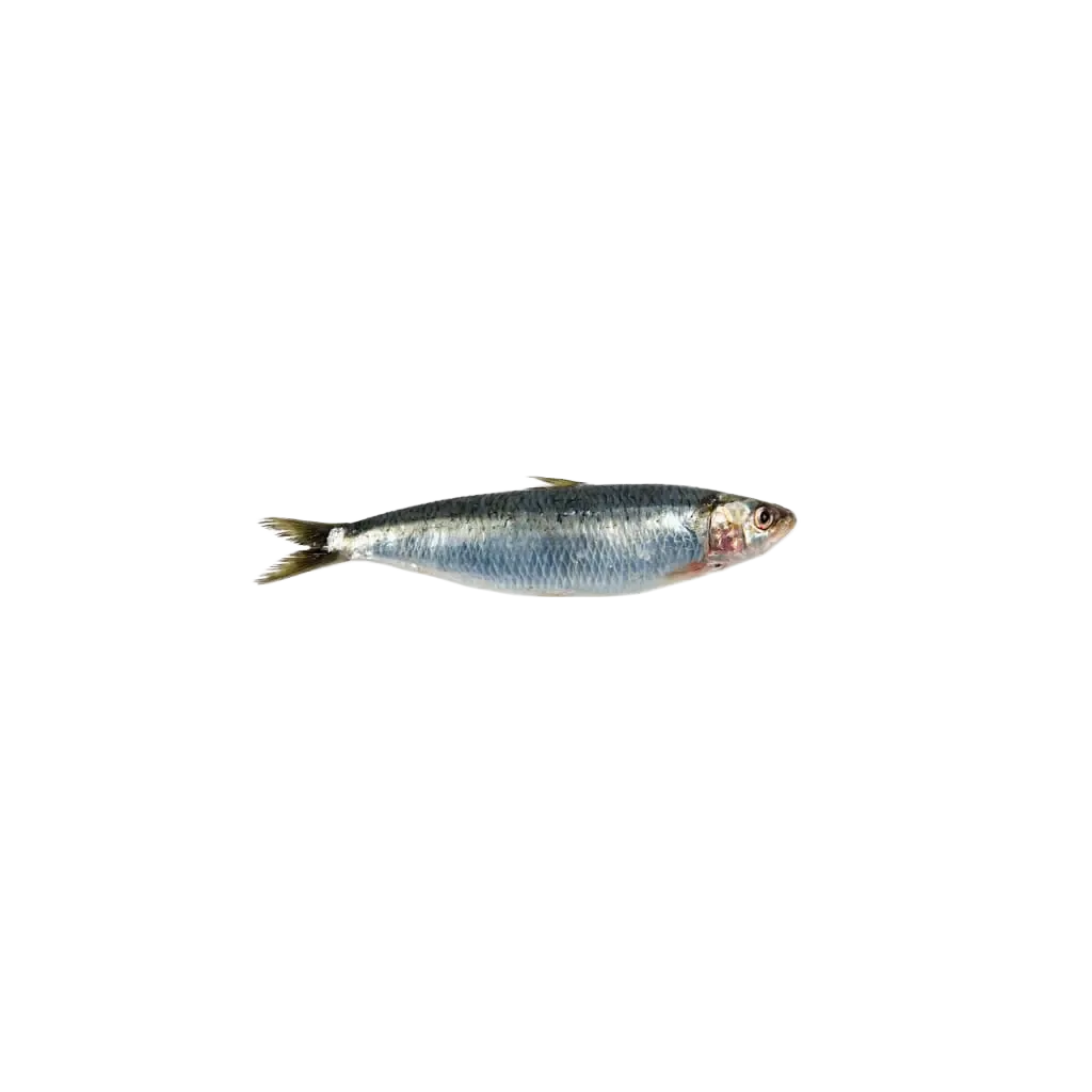Sardine