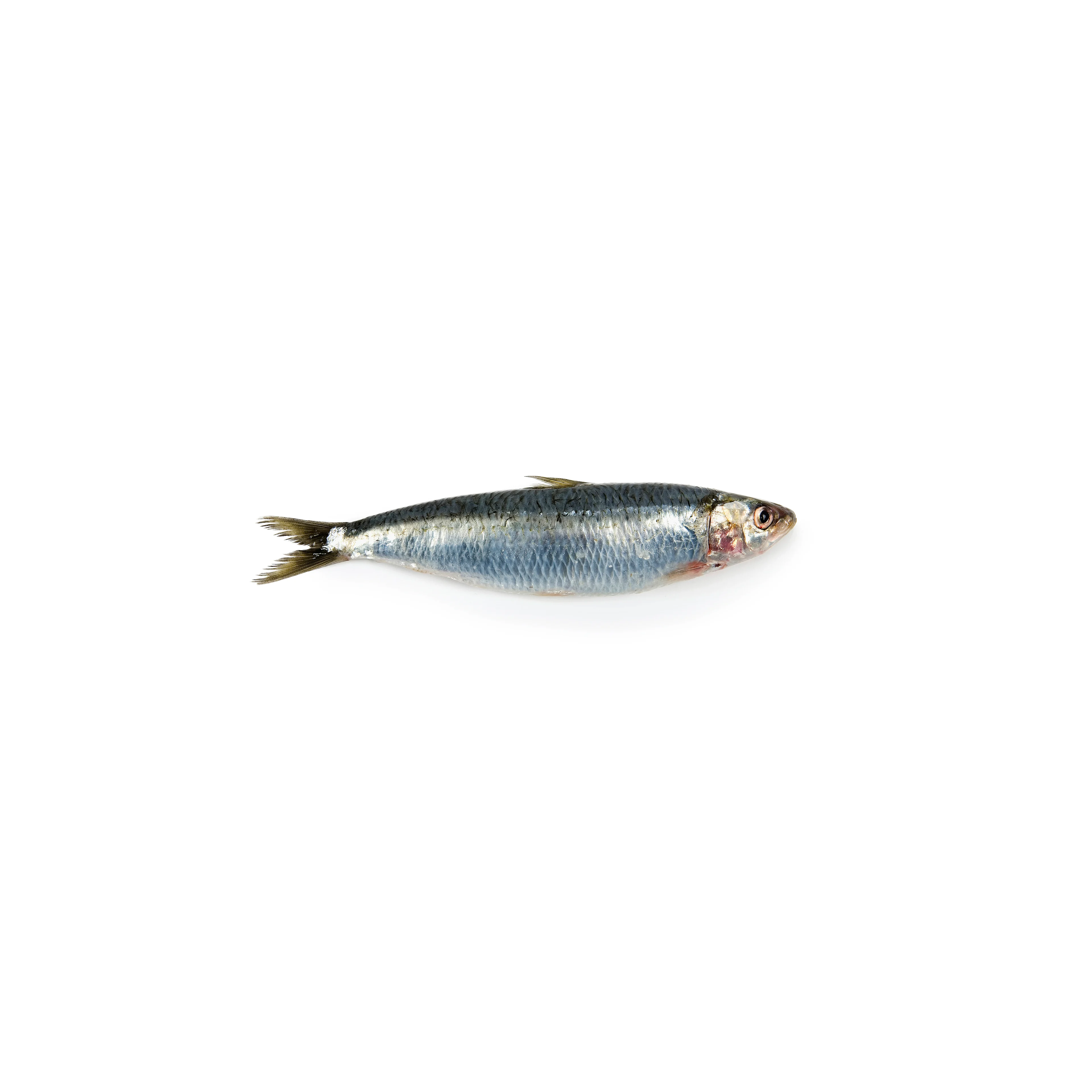 Sardine