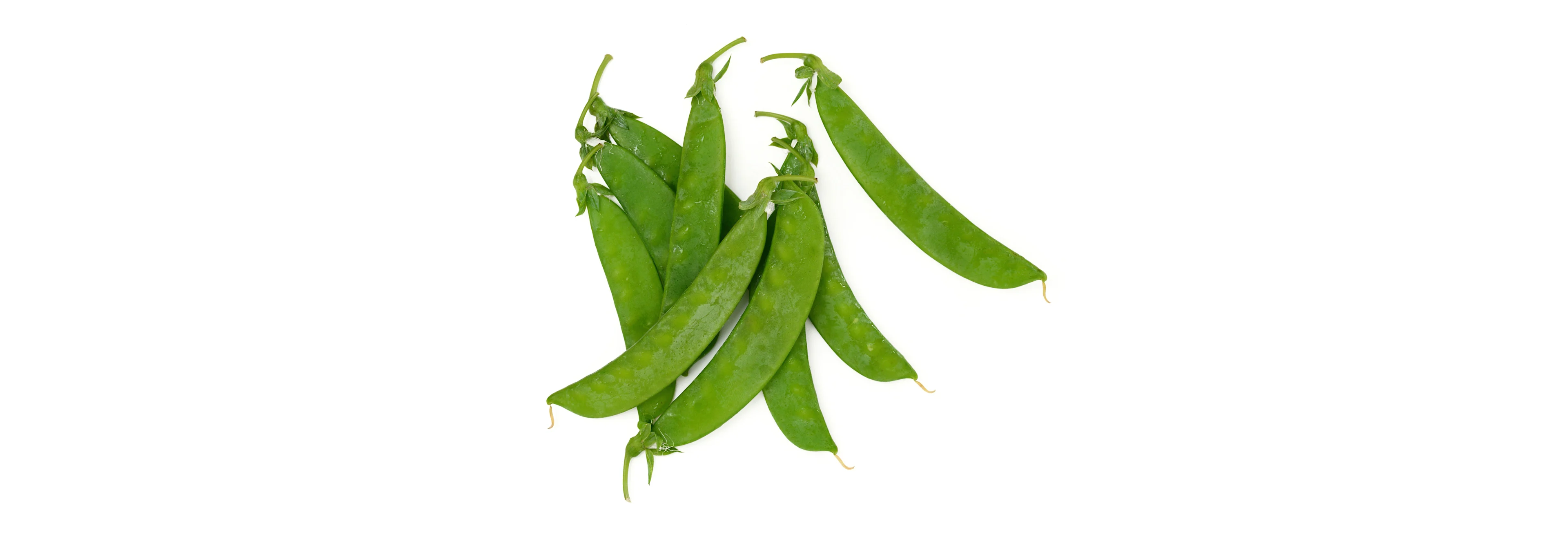piccolo, fedelini e verde taccola