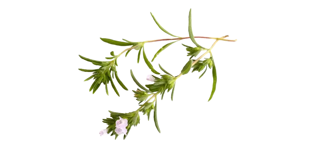 Bohnenkraut