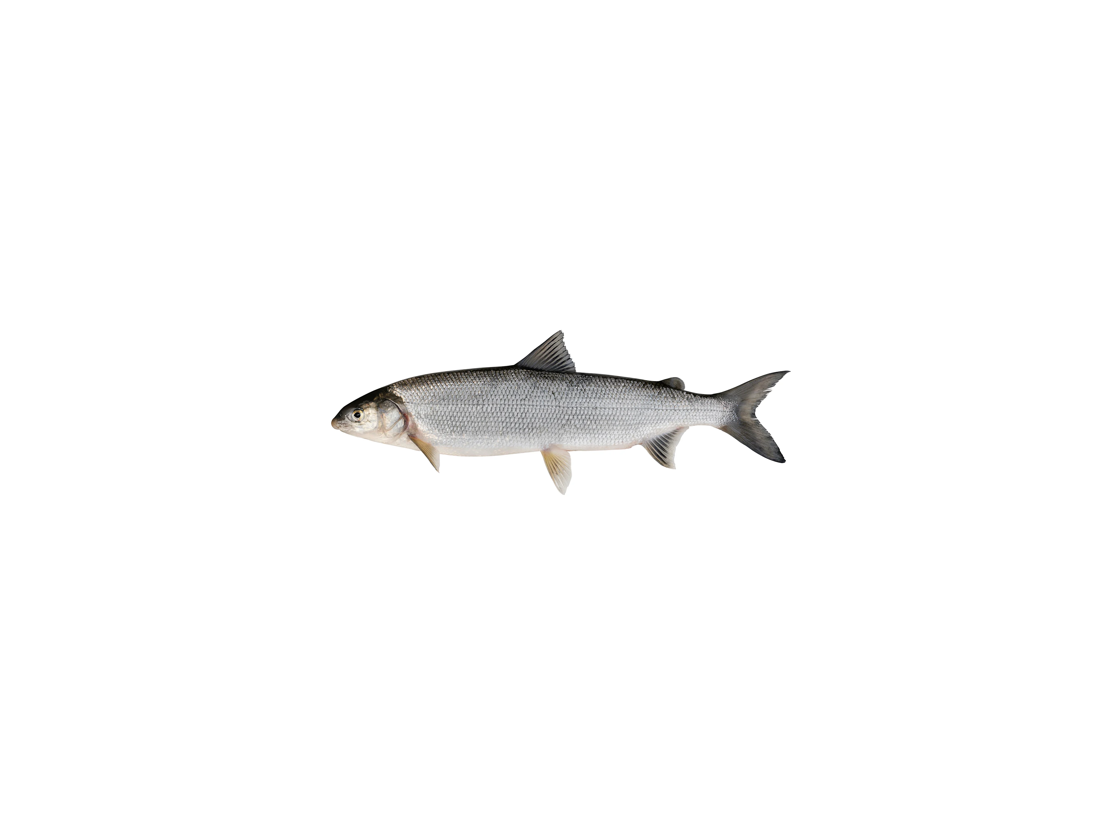 Felchen