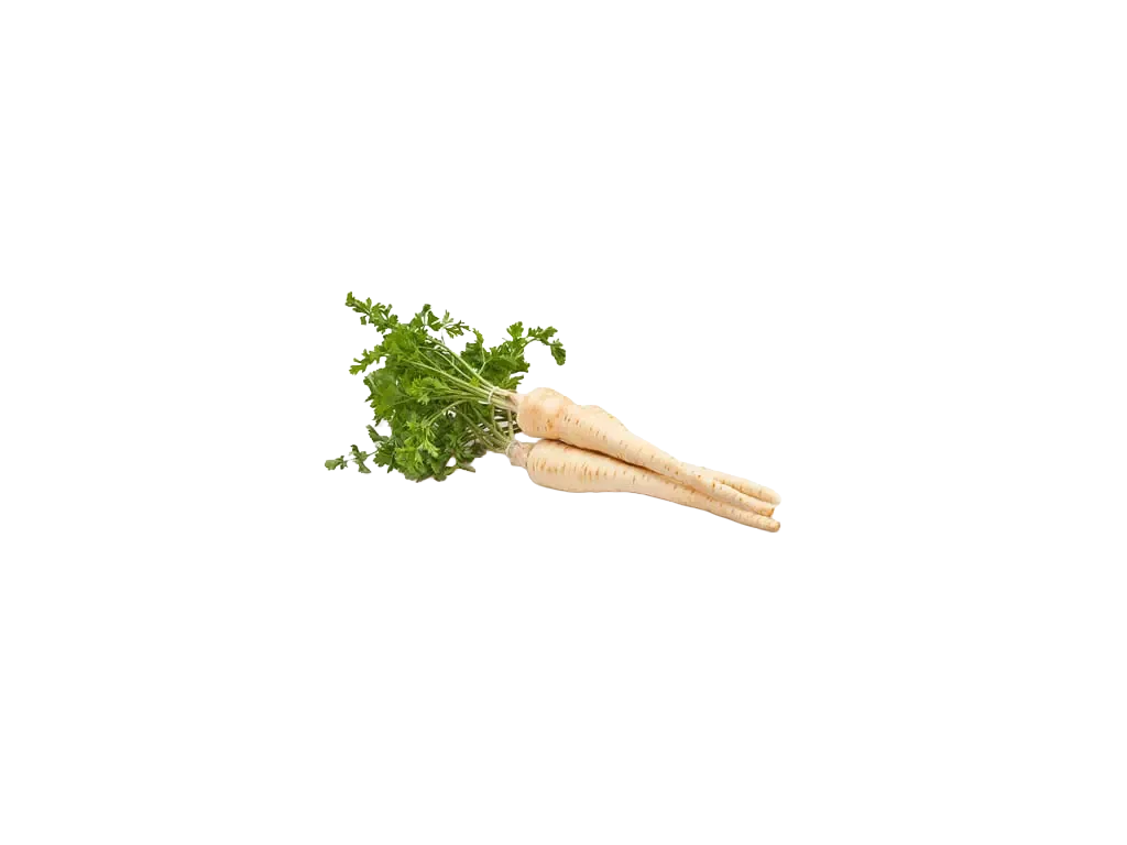 Petersilienwurzel