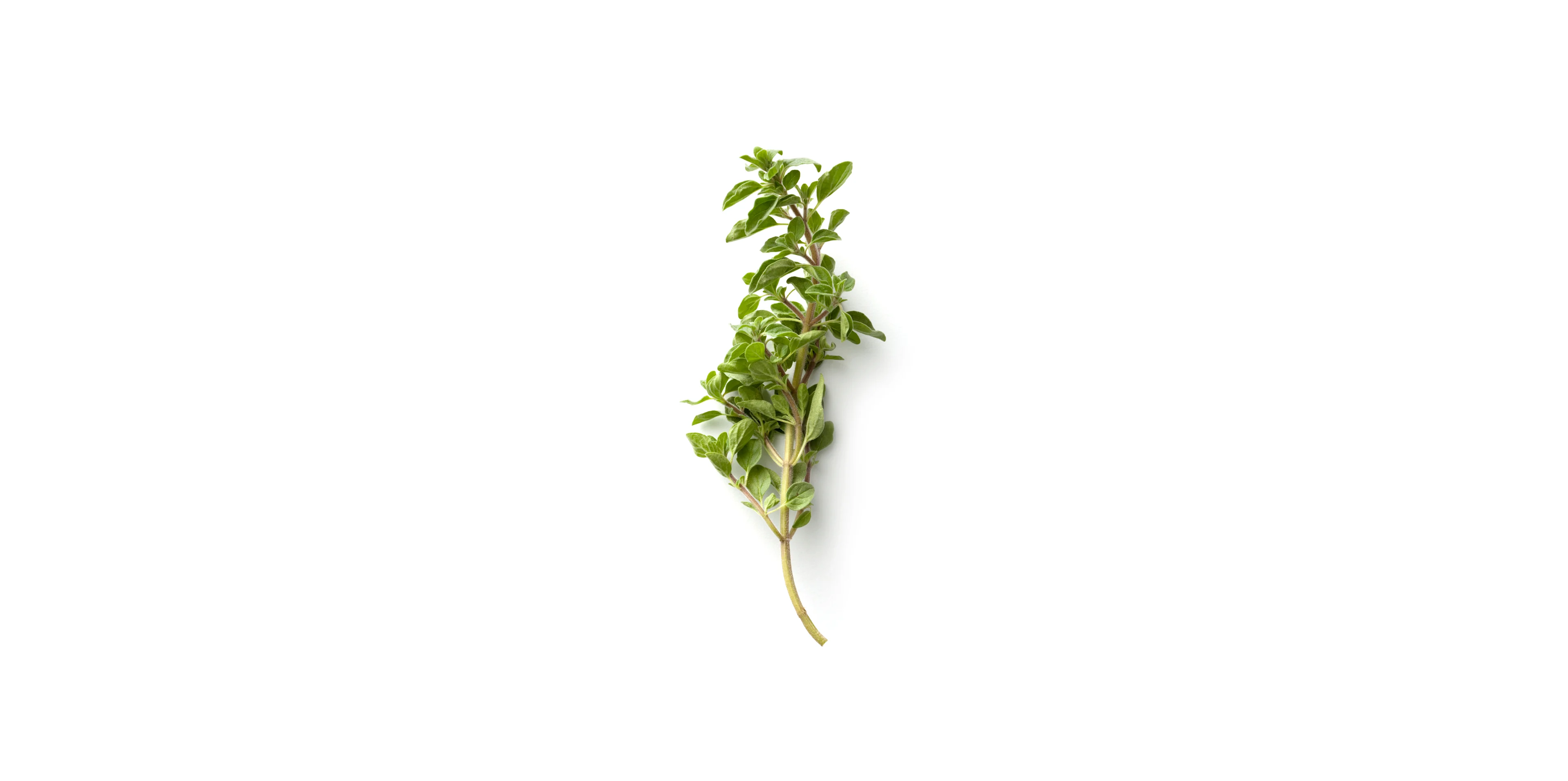 Oregano