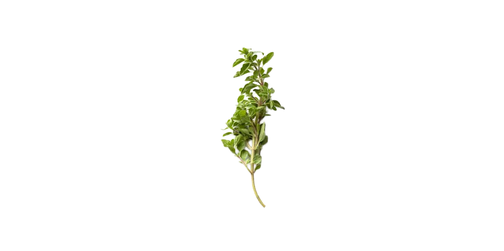 Oregano