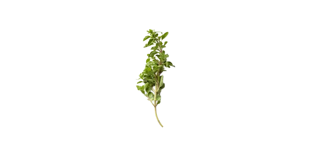 Oregano
