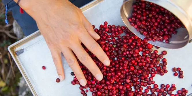 Preiselbeeren gut aussortieren und waschen.