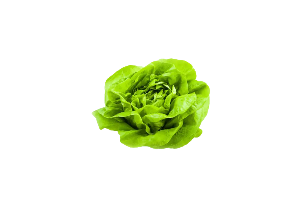 Lattuga