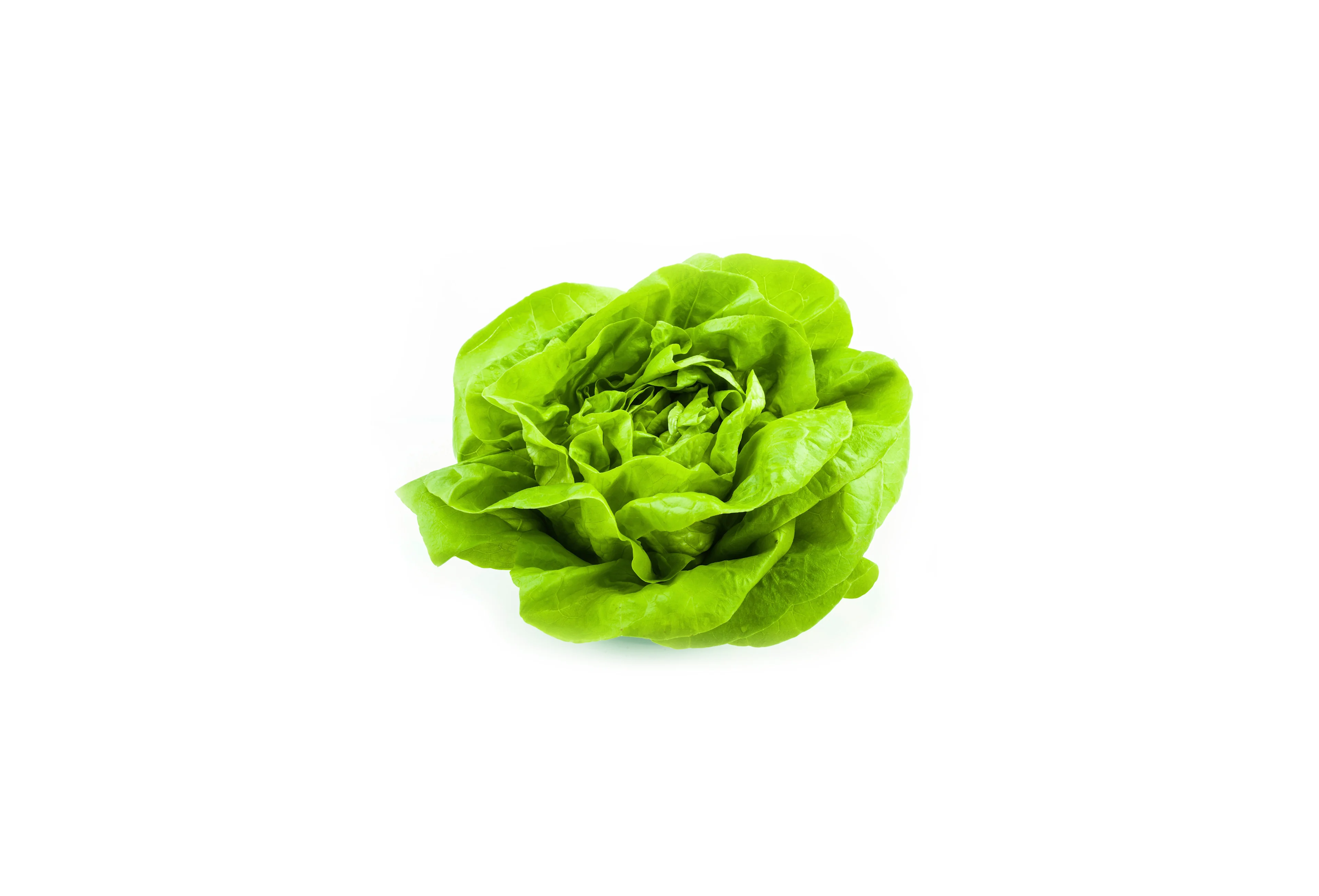 Lattuga