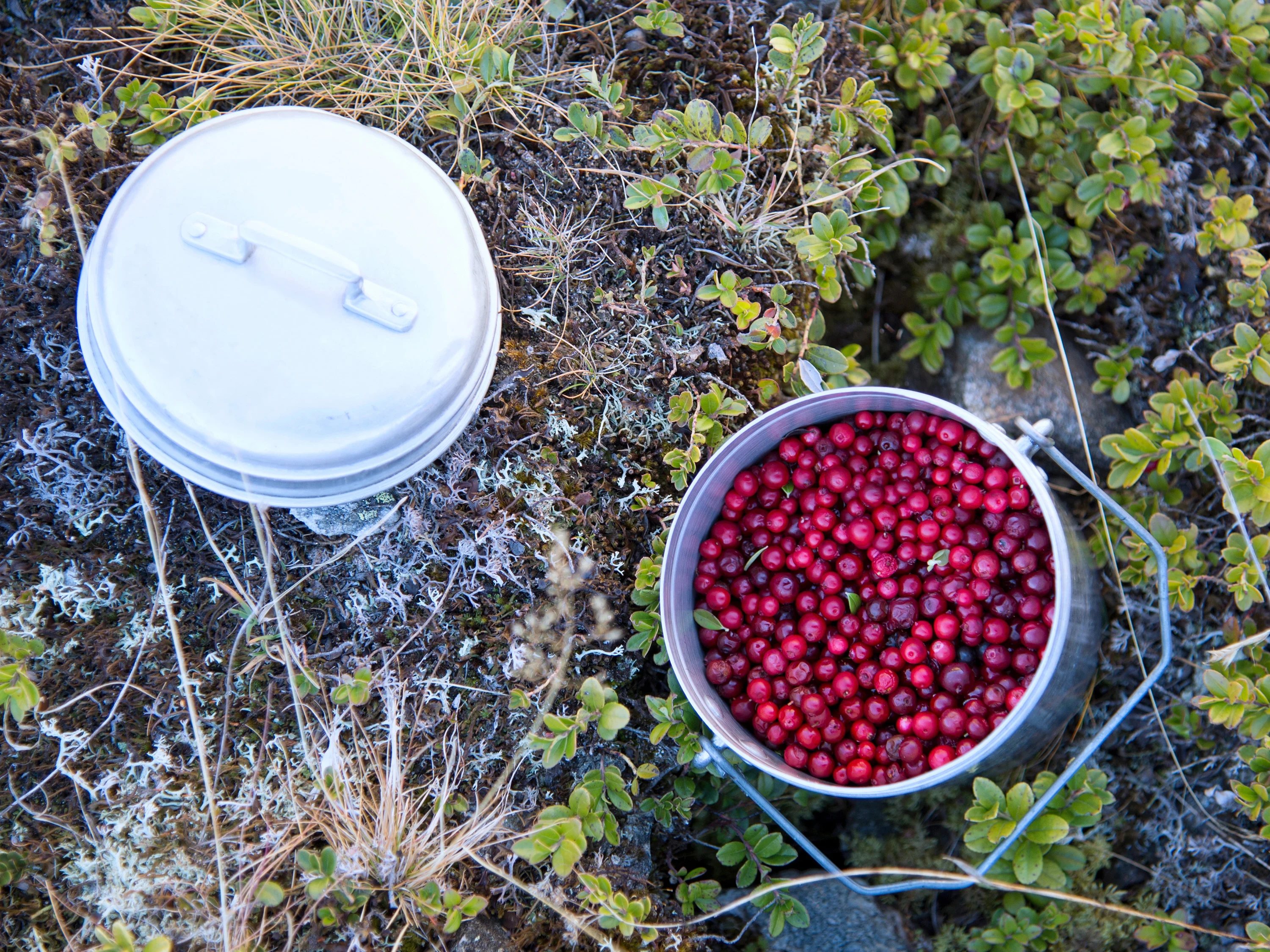 gesammelte preiselbeeren