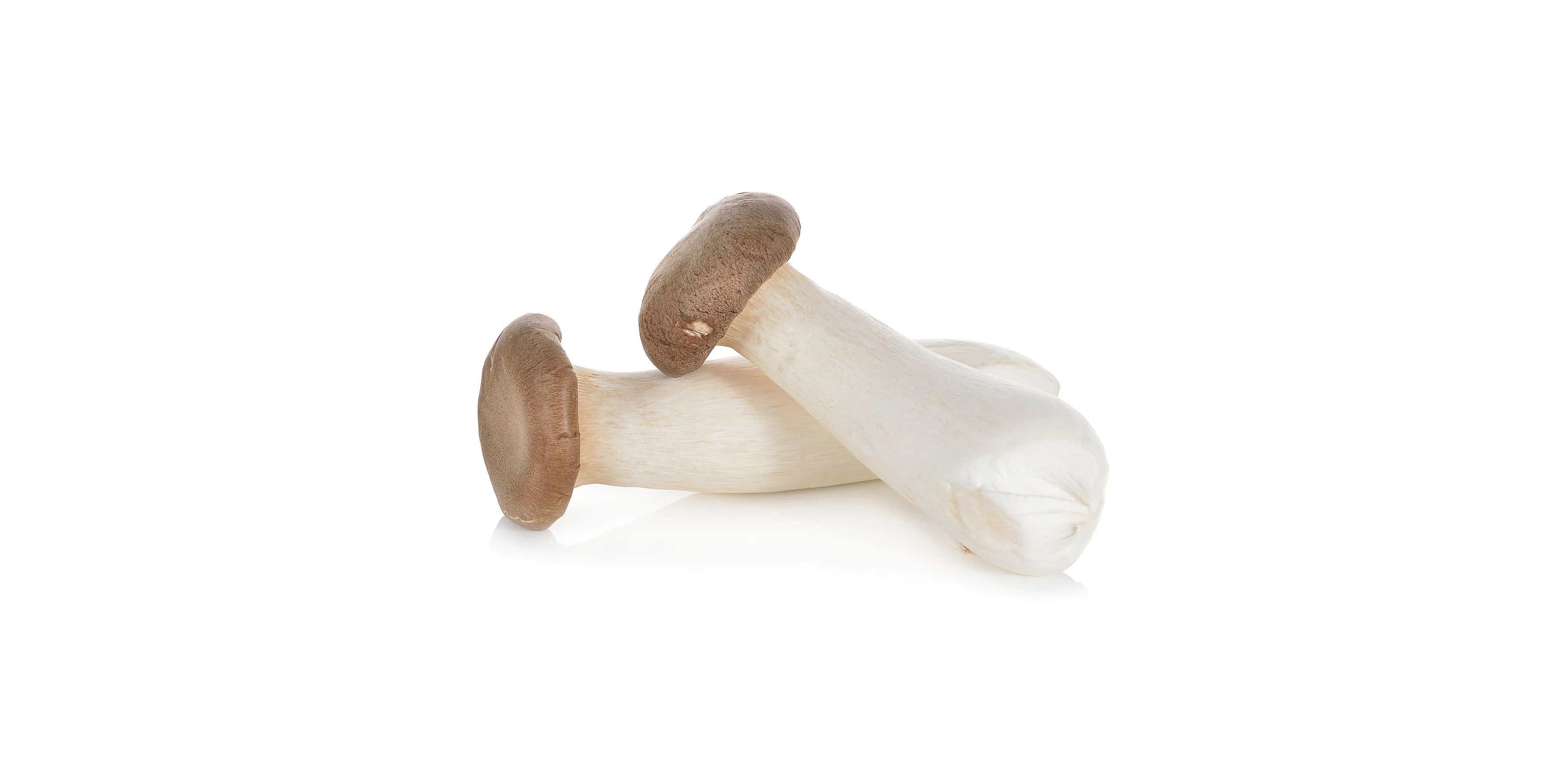 Pleurote du panicaut