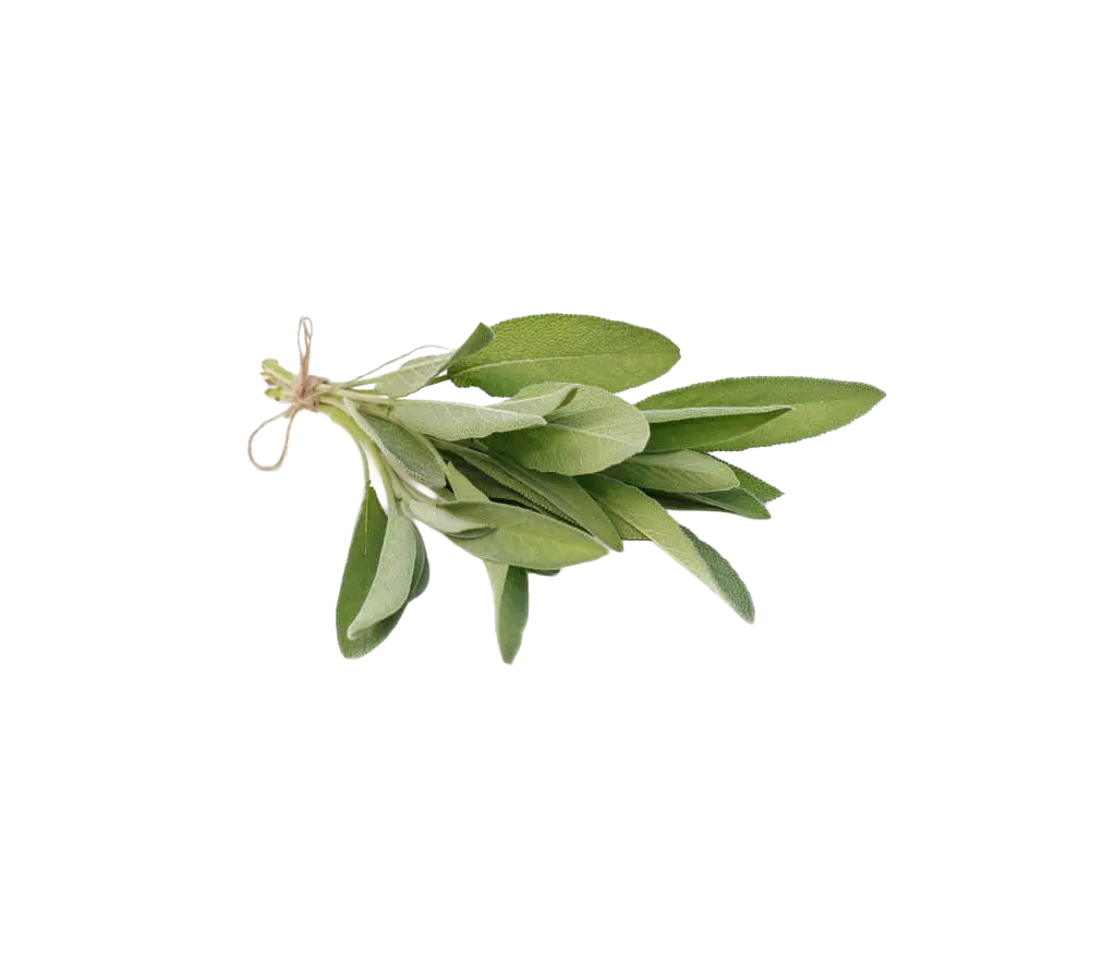 Salvia