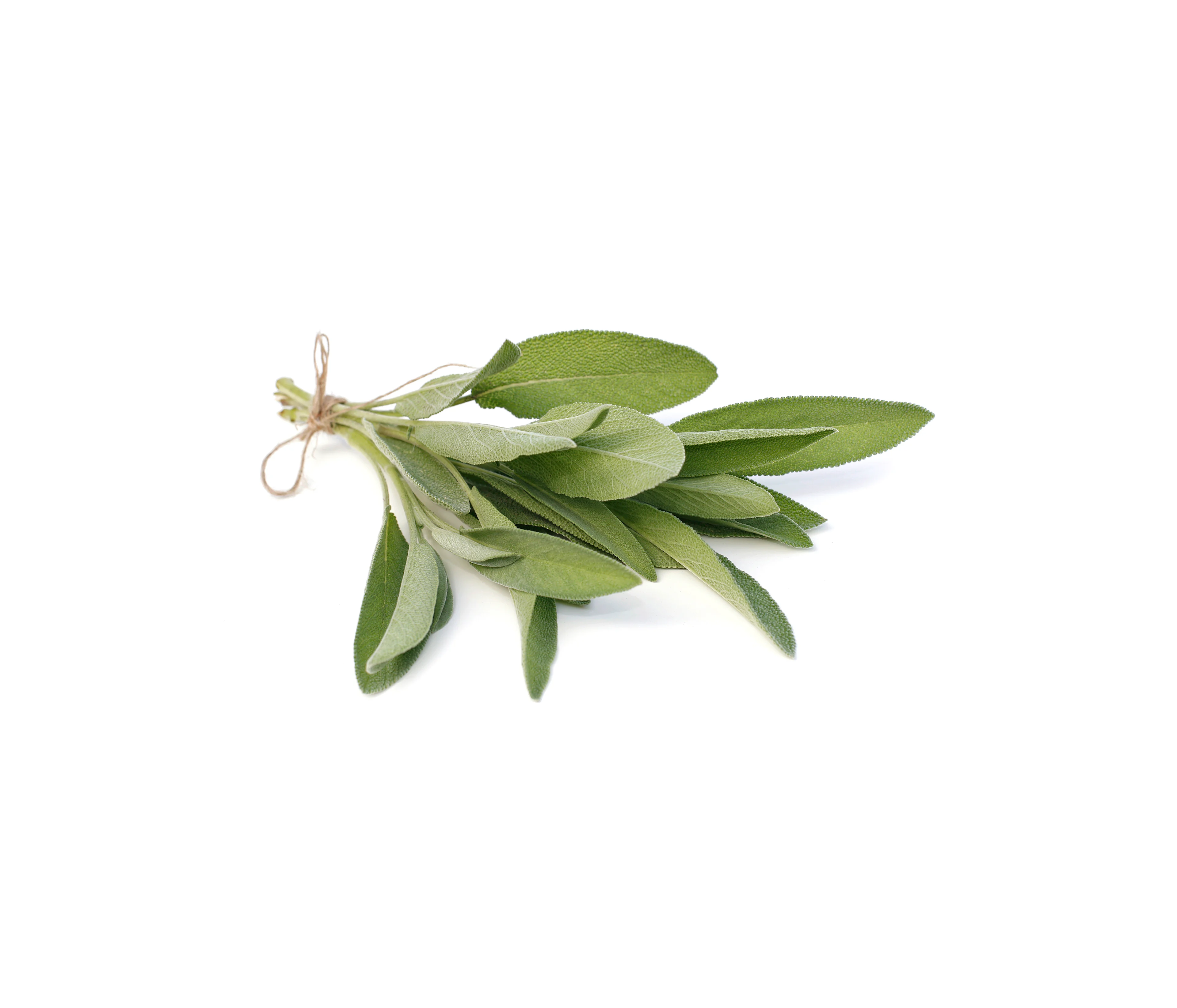 Salbei