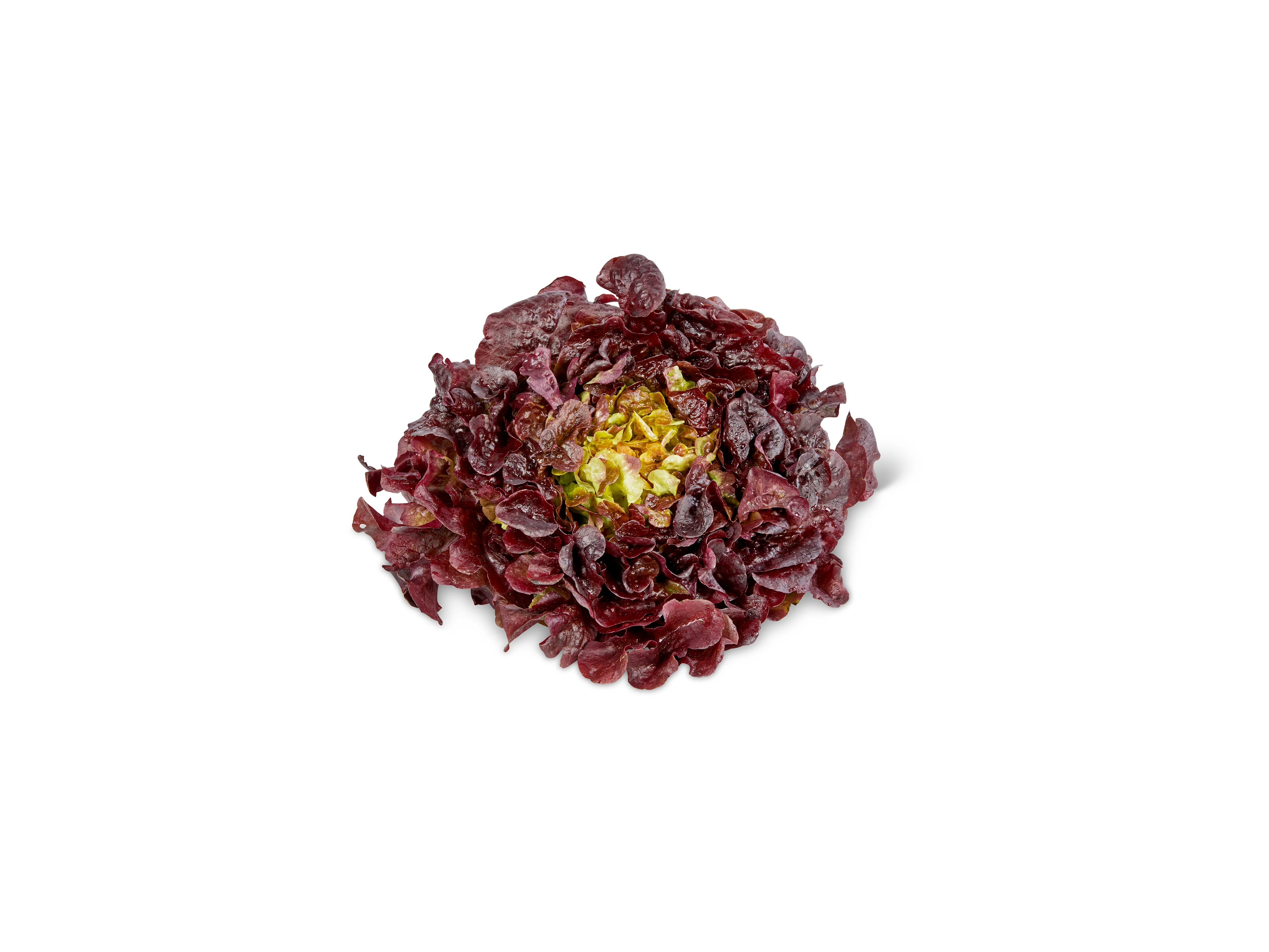 Roter Eichblatt