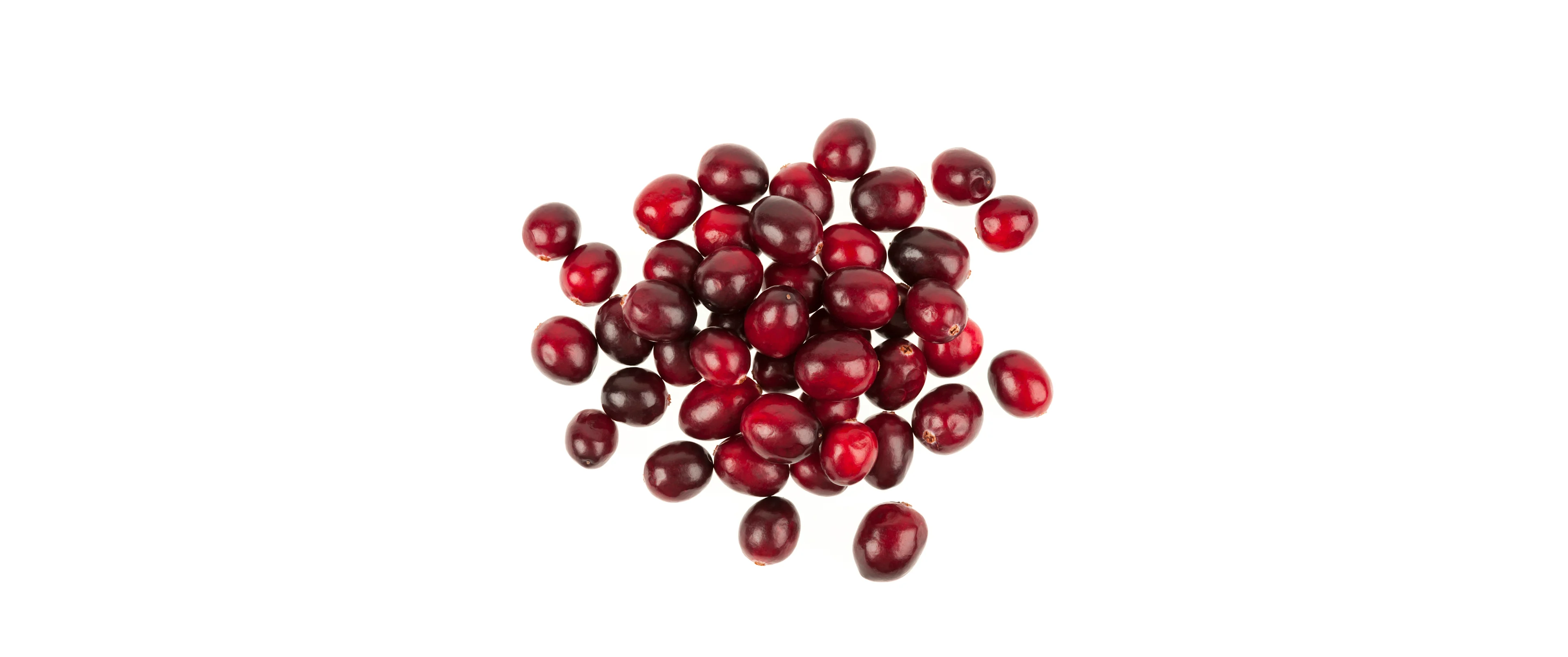 Airelle rouge / canneberge