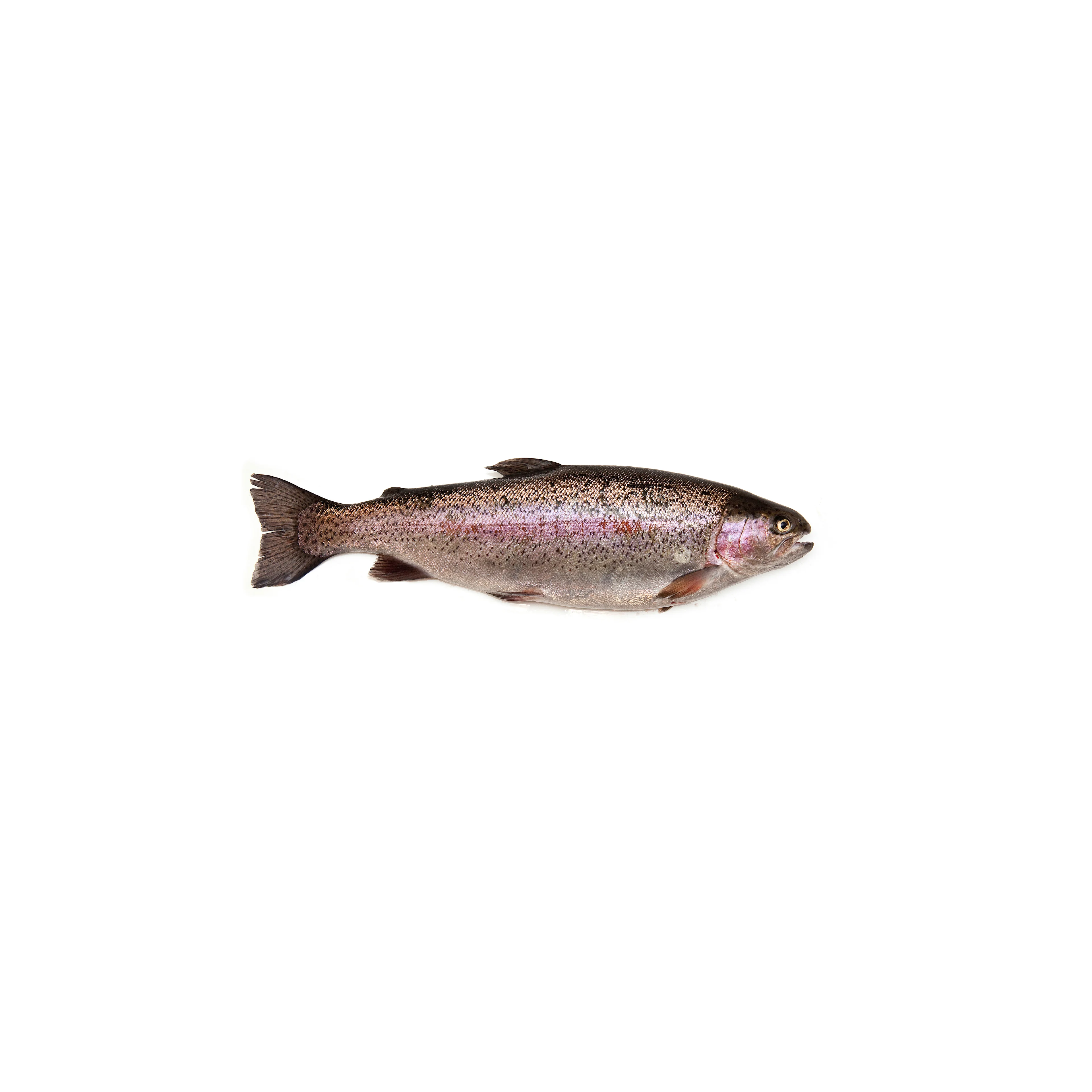 Regenbogenforelle