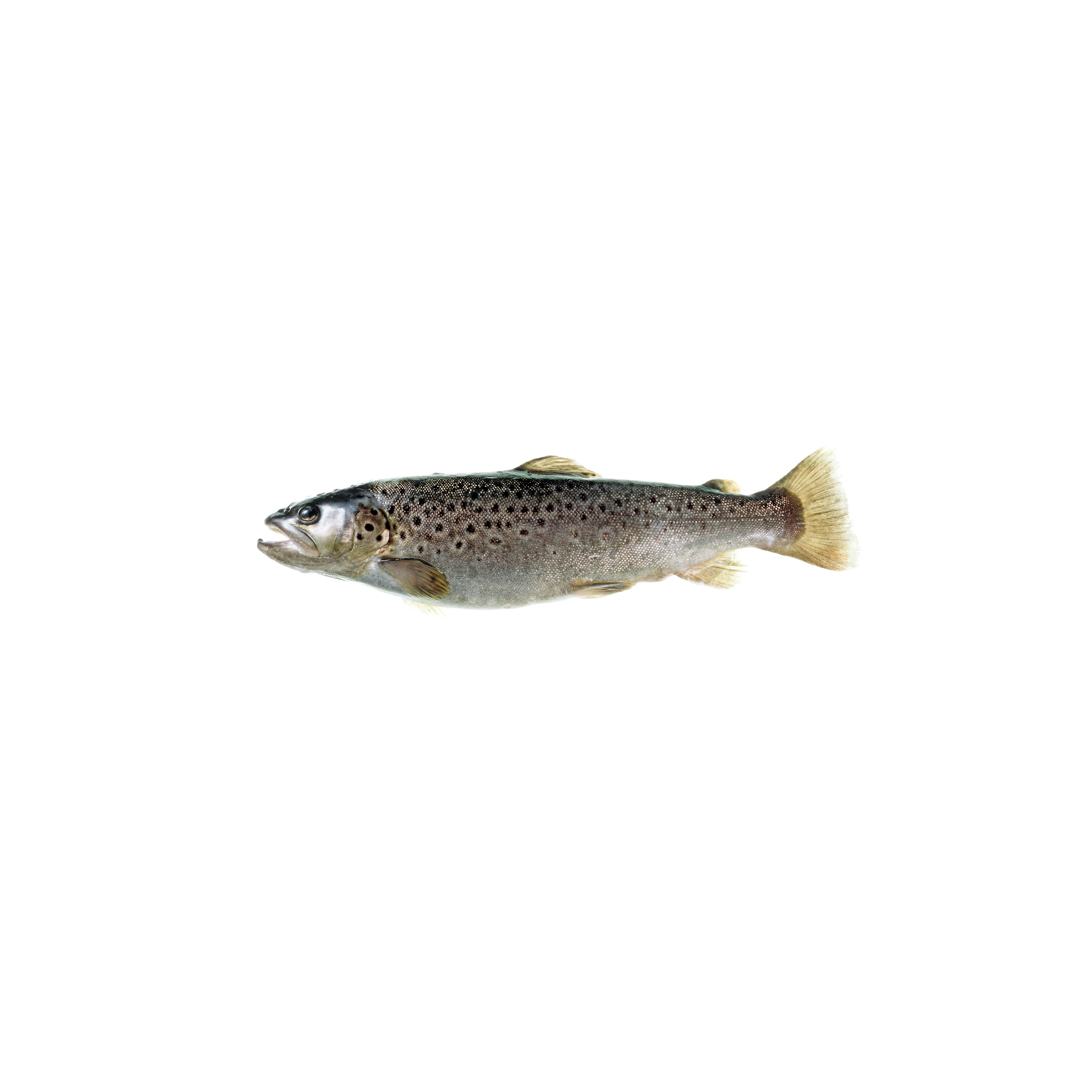 Seeforelle