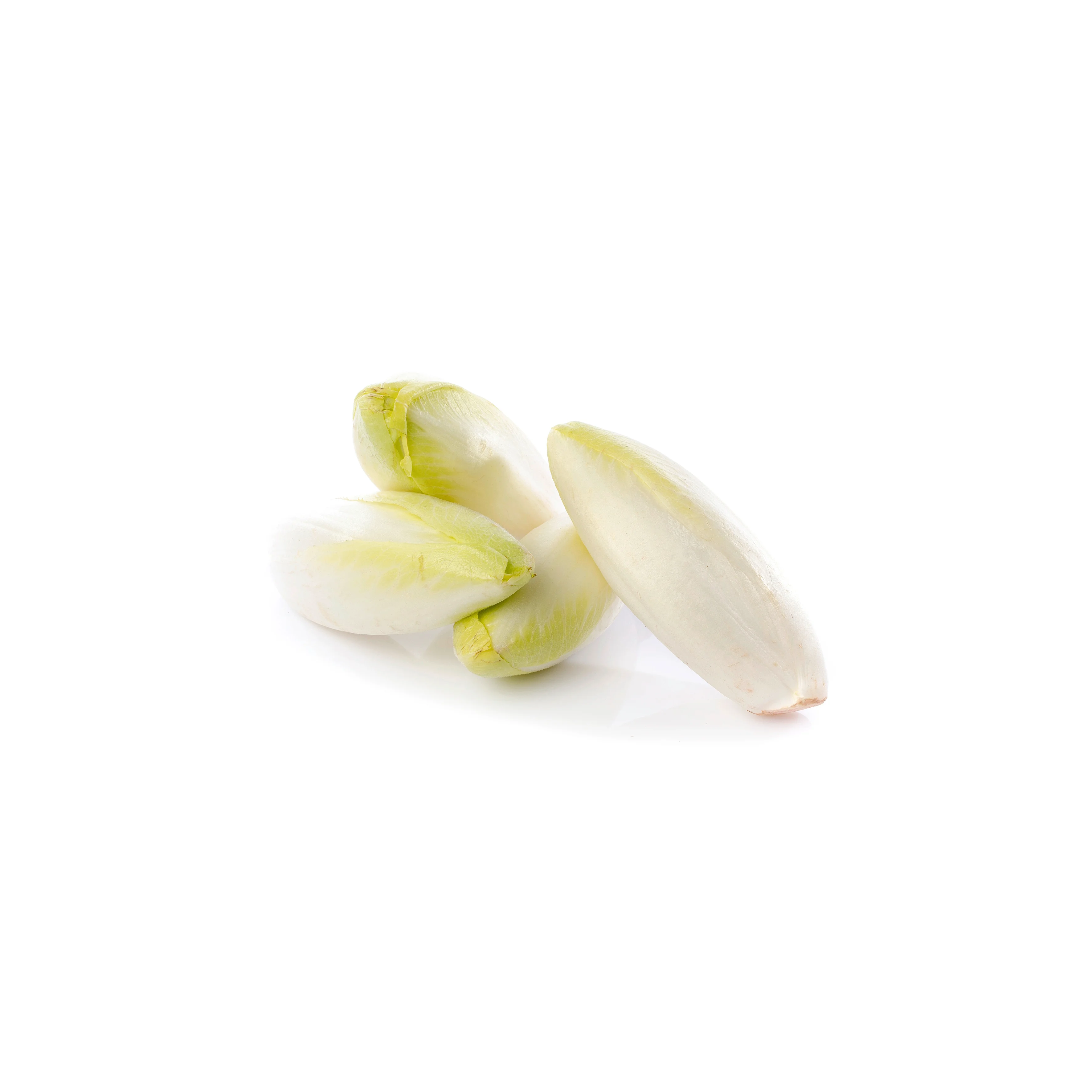 Indivia belga