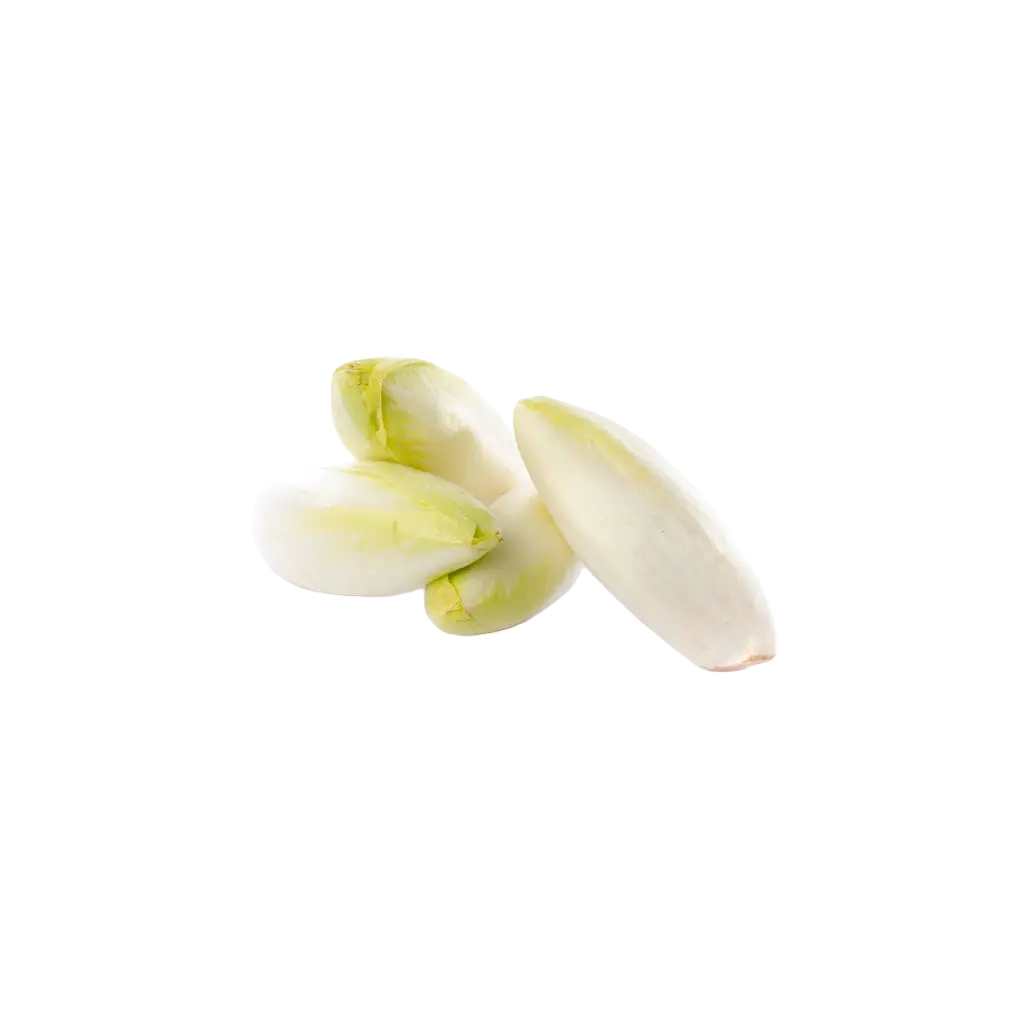 Indivia belga