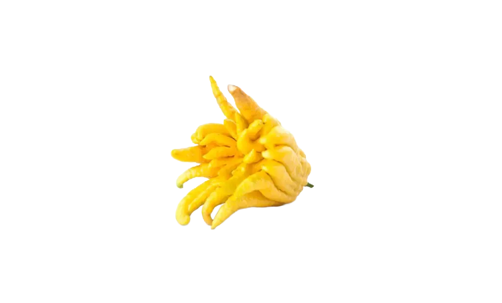 Buddhas Hand