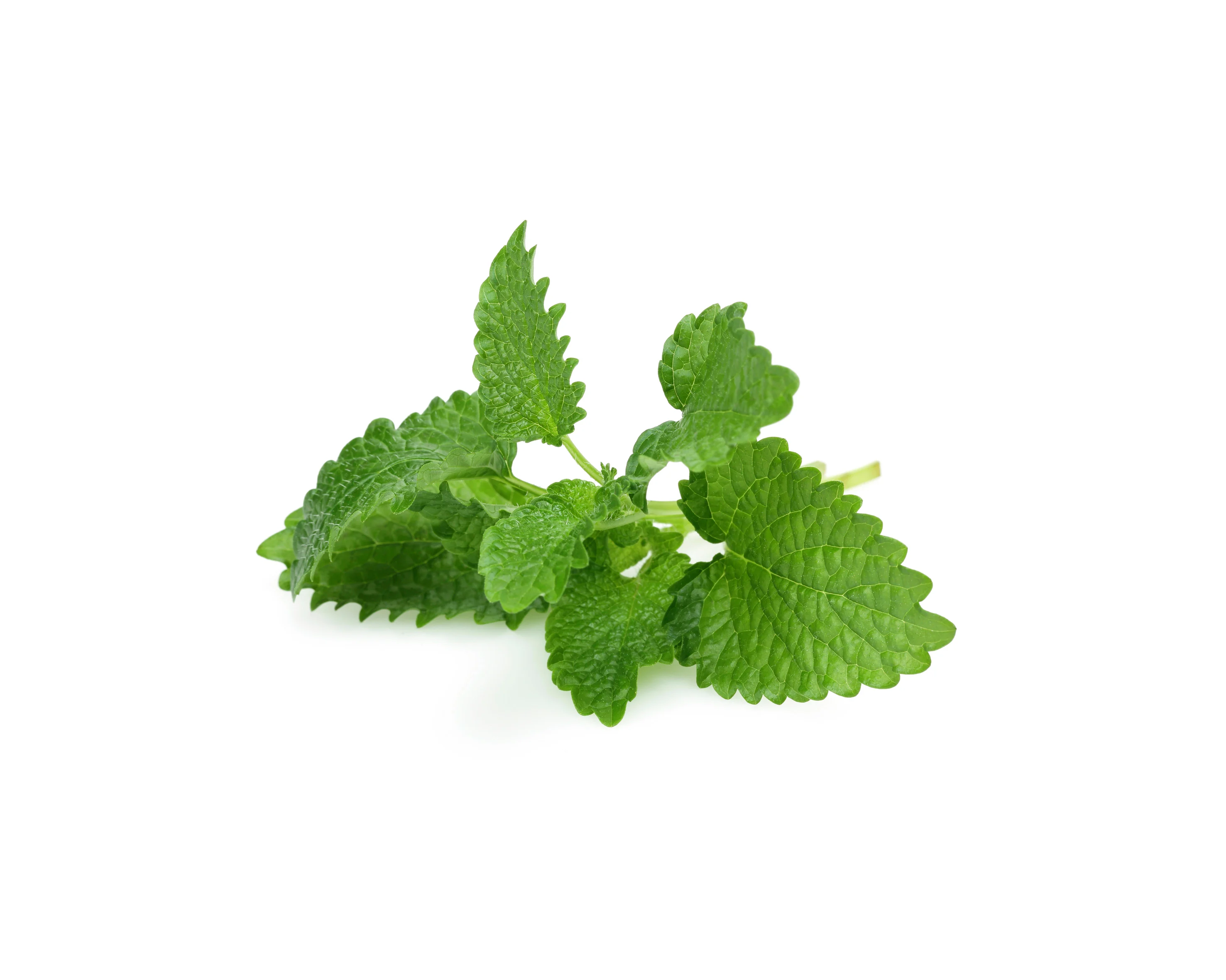 Mélisse citronnée