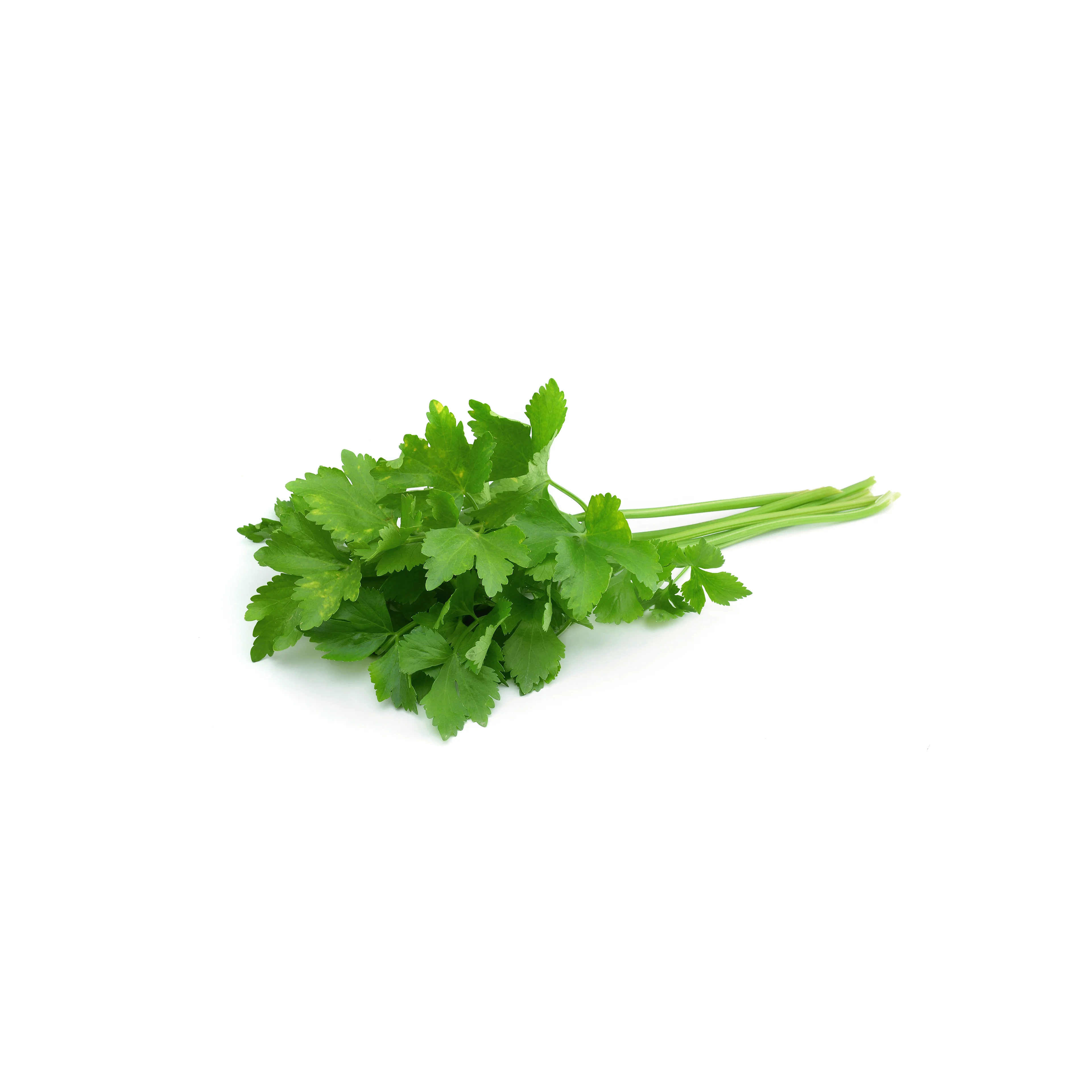Coriandolo