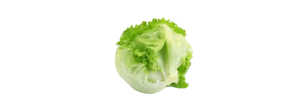 Laitue iceberg