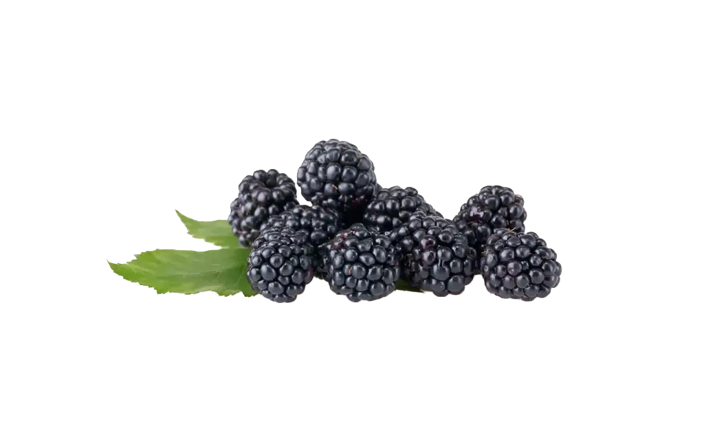 mehrere frische Brombeeren