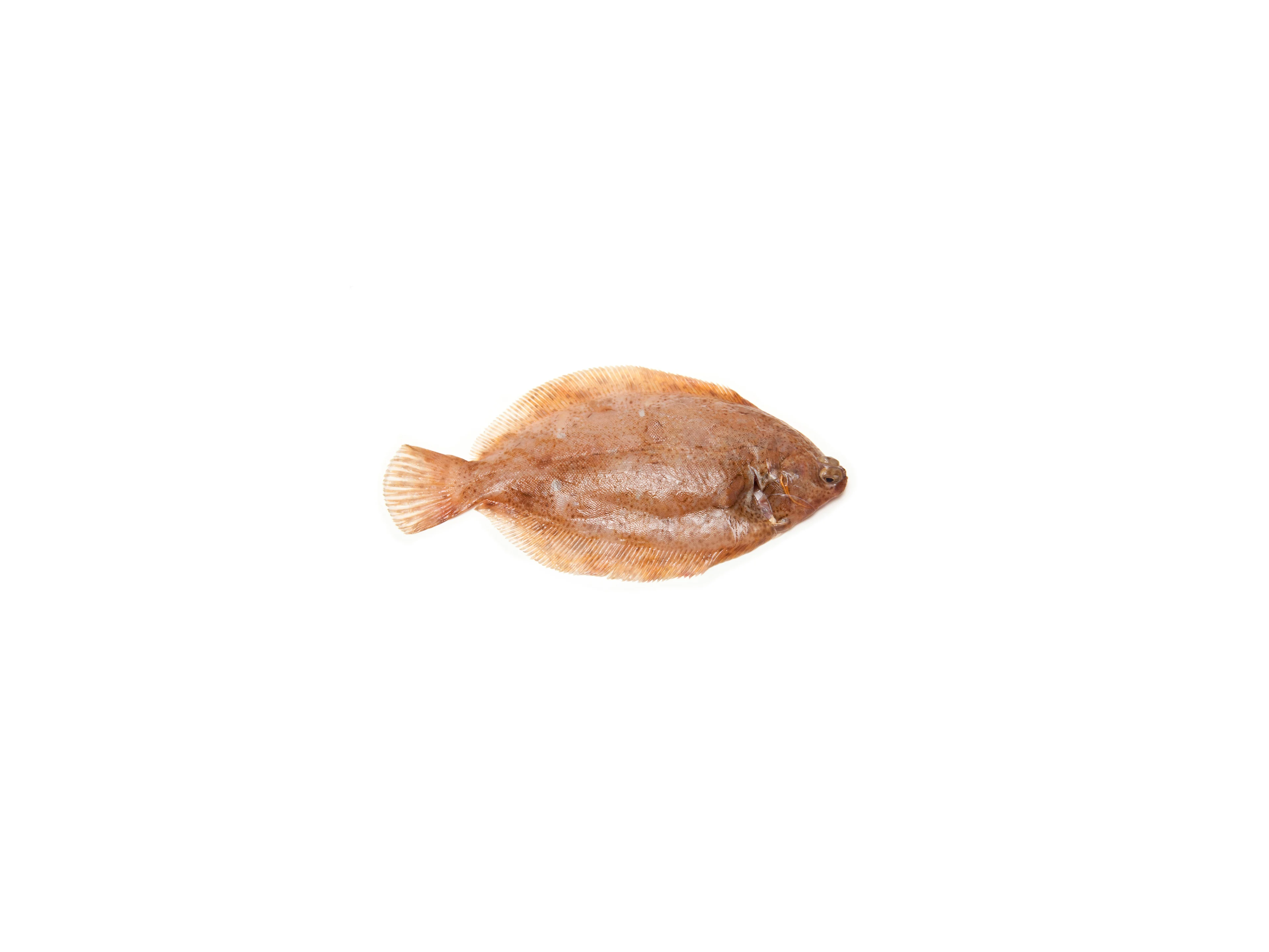 Sogliola limanda