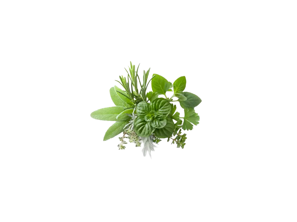 Erbe aromatiche