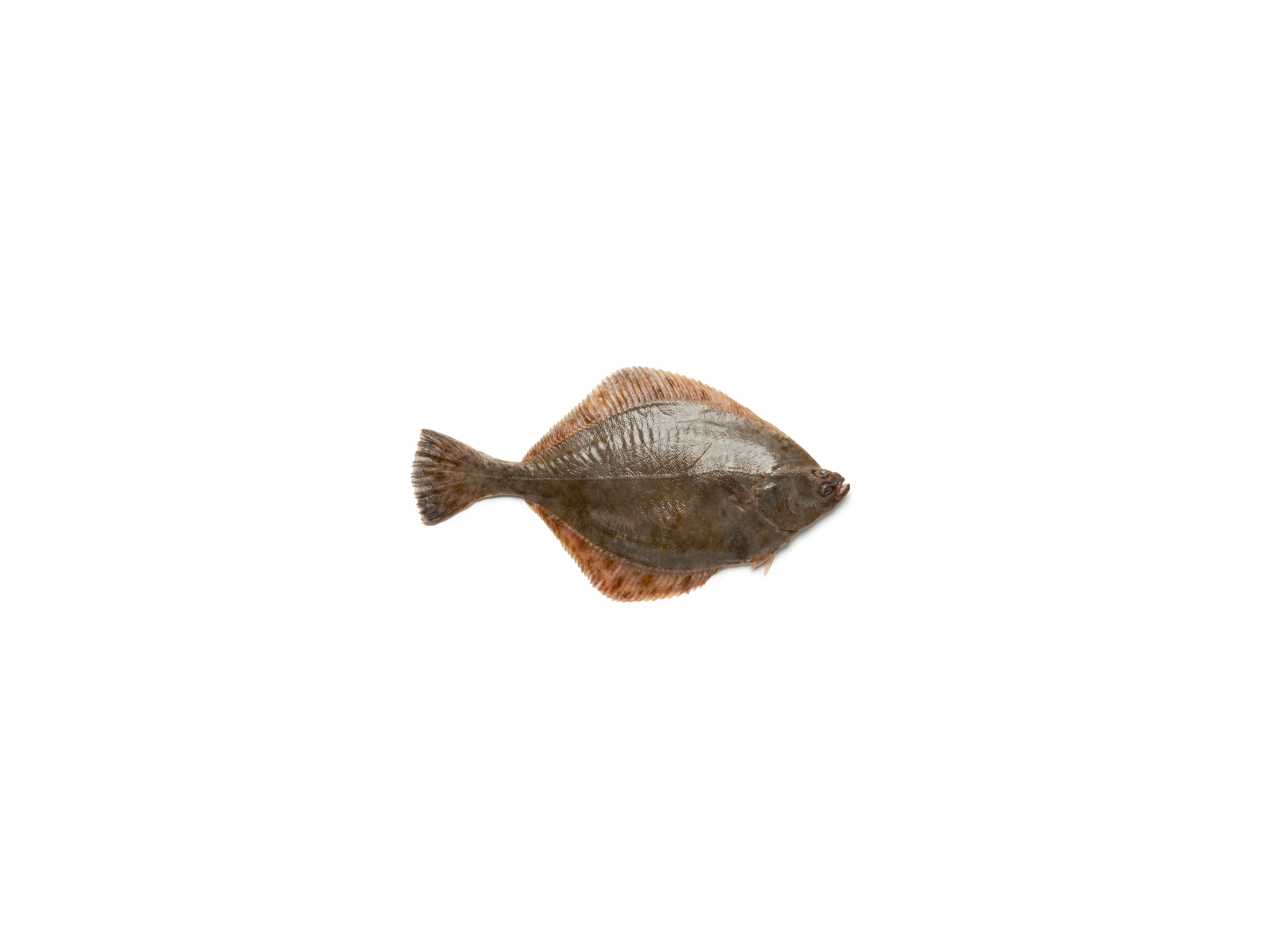 Flunder