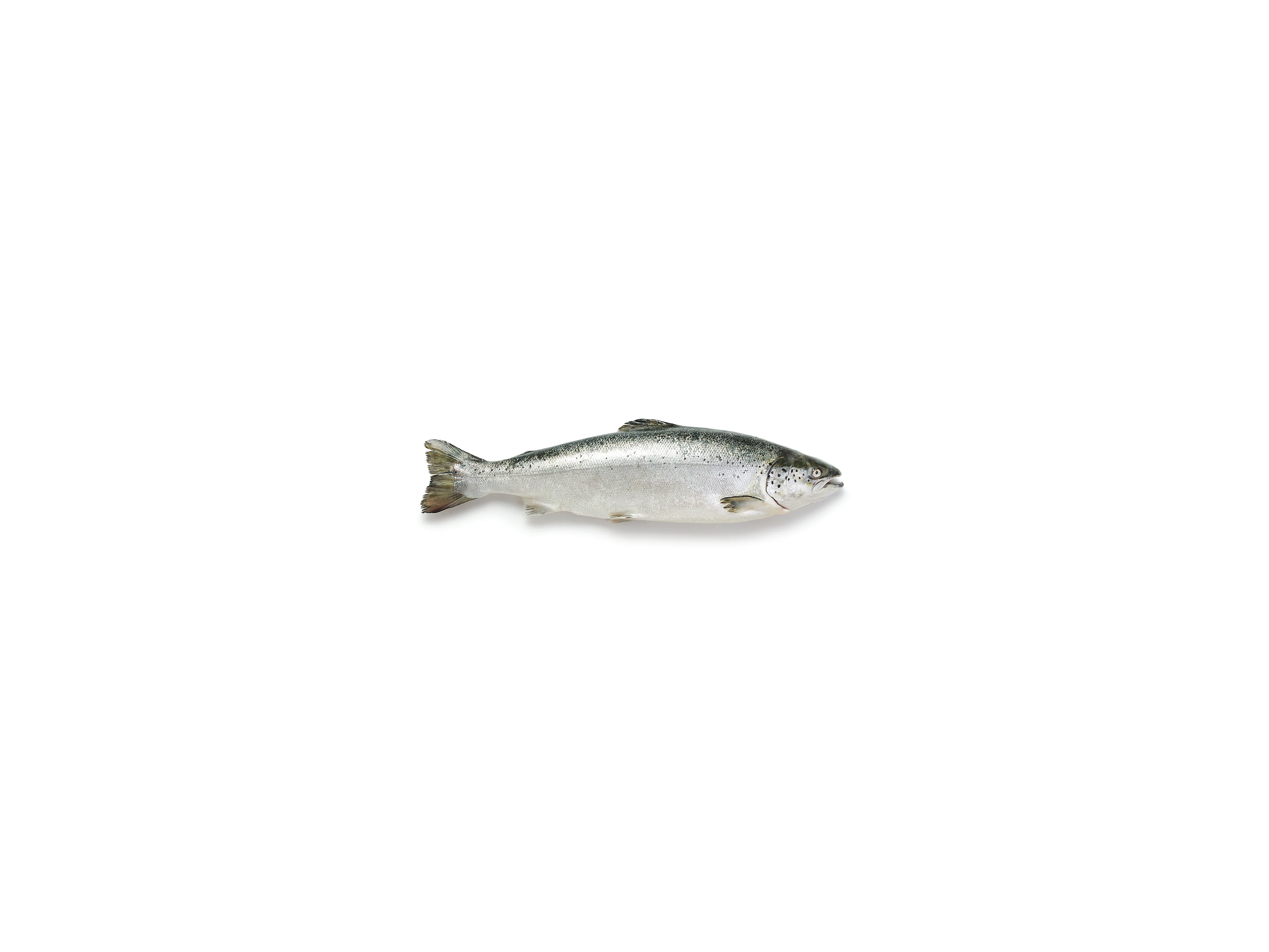 Salmone affumicato